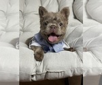 Small #6 French Bulldog