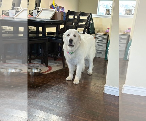Medium Photo #3 Great Pyrenees Puppy For Sale in Bountiful, UT, USA