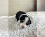 Puppy Puppy 2 Australian Shepherd