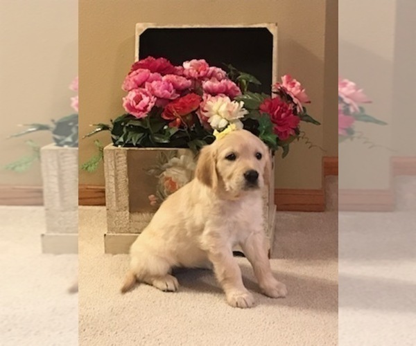 Medium Photo #24 Golden Retriever Puppy For Sale in WEBSTER CITY, IA, USA