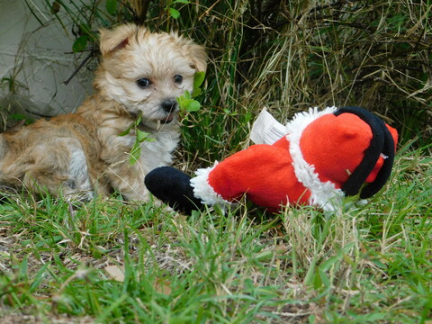 Medium Photo #27 Morkie Puppy For Sale in ORLANDO, FL, USA