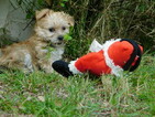 Small Photo #27 Morkie Puppy For Sale in ORLANDO, FL, USA