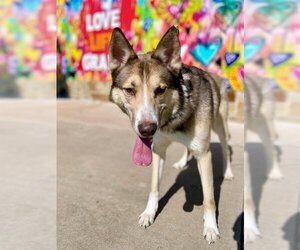Siberian Husky-Unknown Mix Dogs for adoption in Grand Prairie, TX, USA