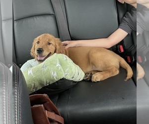 Medium Golden Retriever