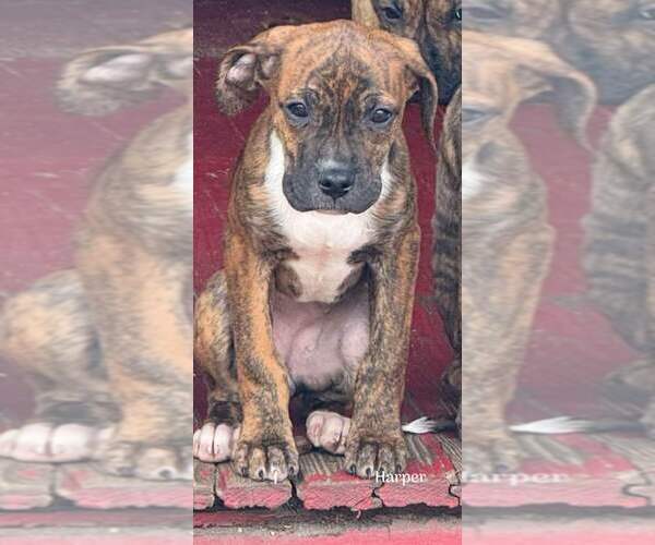 Medium Photo #4 Boxador Puppy For Sale in New York, NY, USA