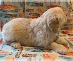 Puppy 3 English Cream Golden Retriever