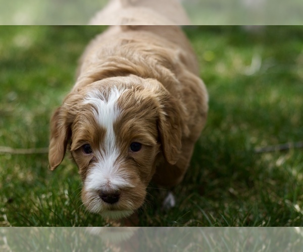 Medium Photo #4 Goldendoodle Puppy For Sale in KENNEWICK, WA, USA