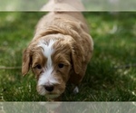Small Photo #4 Goldendoodle Puppy For Sale in KENNEWICK, WA, USA
