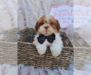 Shih Tzu Puppy for sale in INDIANAPOLIS, IN, USA