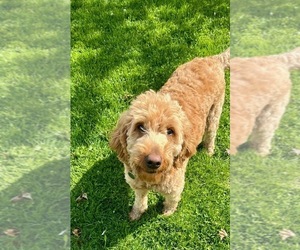 Mother of the Goldendoodle-Poodle (Miniature) Mix puppies born on 05/06/2025