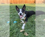 Small #2 Australian Kelpie Mix