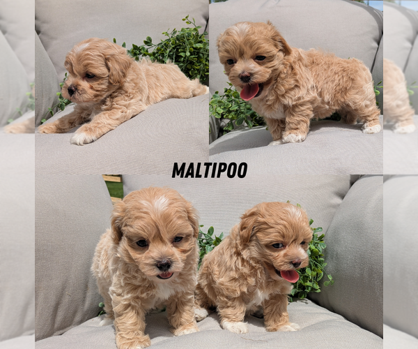 Medium Photo #1 Maltipoo Puppy For Sale in GOSHEN, IN, USA