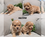 Image preview for Ad Listing. Nickname: Litter of 2