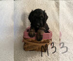 Small Photo #4 Goldendoodle Puppy For Sale in ELMWOOD, WI, USA