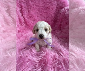 Poodle (Toy) Puppy for sale in JEFFERSONVILLE, IN, USA