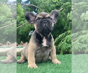 French Bulldog Puppy for sale in HIALEAH, FL, USA