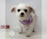 Small #1 Chi-Poo (Miniature)