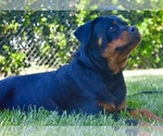 Small Photo #8 Rottweiler Puppy For Sale in YUCAIPA, CA, USA