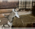 Small Photo #5 Collie Puppy For Sale in SOMERSET, CO, USA