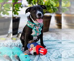 Small #5 American Pit Bull Terrier-American Staffordshire Terrier Mix
