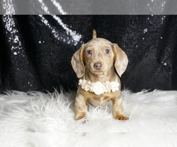 Medium Photo #3 Dachshund Puppy For Sale in WARSAW, IN, USA