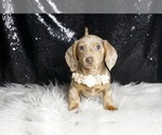Small Photo #3 Dachshund Puppy For Sale in WARSAW, IN, USA