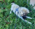 Small Photo #60 Anatolian Shepherd-Great Pyrenees Mix Puppy For Sale in AGOURA HILLS, CA, USA