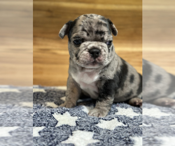 Medium Photo #4 French Bulldog Puppy For Sale in ALEXANDRIA, VA, USA