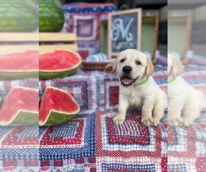 Labrador Retriever Puppy for sale in MAYSVILLE, GA, USA