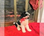 Small Photo #12 Poodle (Standard) Puppy For Sale in MIDDLETOWN, OH, USA