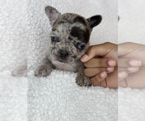 French Bulldog Puppy for sale in CANTONMENT, FL, USA