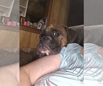 Small #3 Boxer