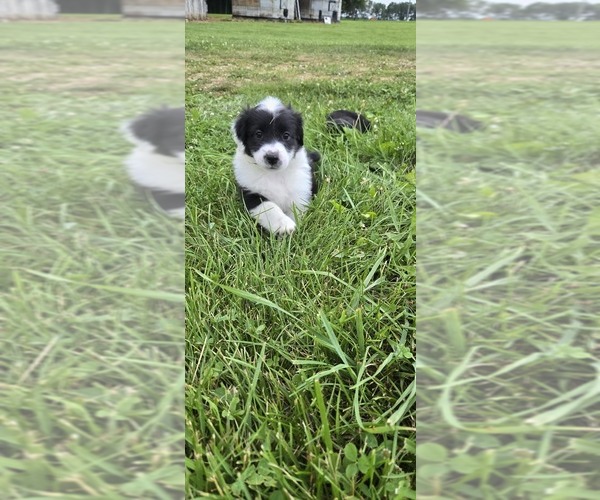 Medium Photo #38 English Shepherd Puppy For Sale in NEW CASTLE, IN, USA
