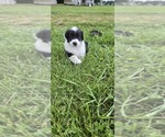Small Photo #38 English Shepherd Puppy For Sale in NEW CASTLE, IN, USA