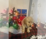 Puppy Puppy 2 Golden Retriever