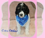 Puppy Cedar Poodle (Standard)