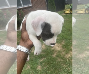 American Bulldog Puppy for Sale in WOODLAWN, Tennessee USA