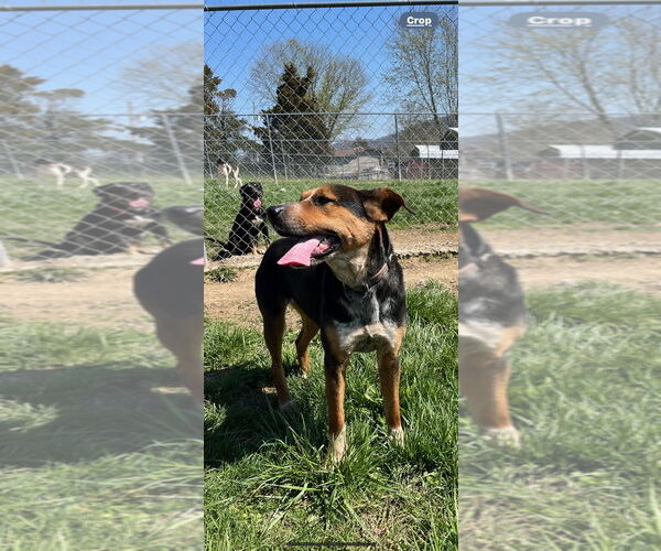 Medium Photo #2 Mutt Puppy For Sale in Rutledge, TN, USA