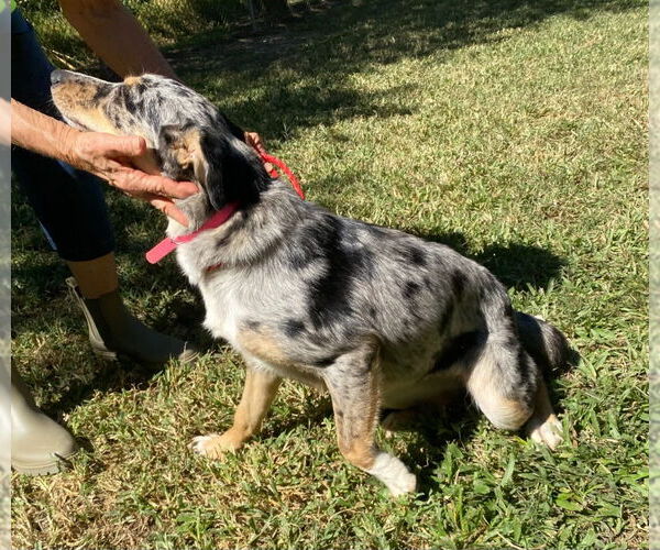 Medium Photo #3 Australian Shepherd-Unknown Mix Puppy For Sale in Canton, CT, USA