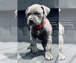Small Photo #1 Cane Corso Puppy For Sale in SAINT JOSEPH, MO, USA