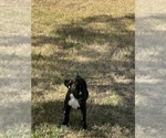 Small Photo #1 Boxer Puppy For Sale in CANTON, TX, USA