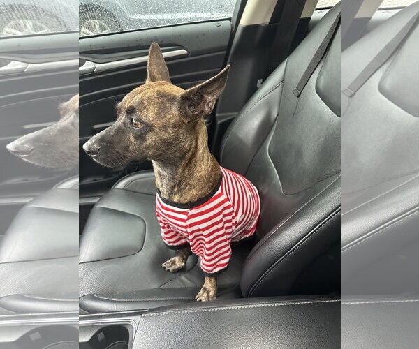 Medium Photo #3 Chihuahua-Unknown Mix Puppy For Sale in Sanford, FL, USA