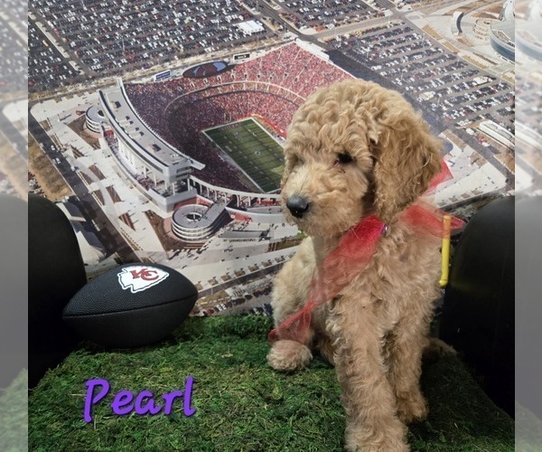 Medium Photo #13 Goldendoodle Puppy For Sale in KANSAS CITY, KS, USA
