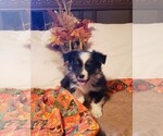 Small Photo #5 Aussie-Corgi Puppy For Sale in BRIGGSDALE, CO, USA