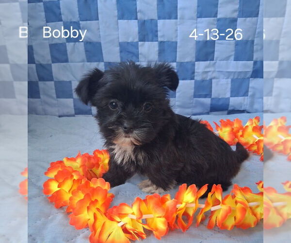 Medium Photo #2 Shorkie Tzu Puppy For Sale in MOUNT PLEASANT, MI, USA