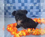 Small #1 Shorkie Tzu