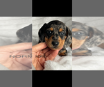 Image preview for Ad Listing. Nickname: AKC Norm Mini