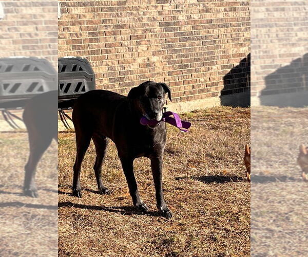 Medium Photo #7 Great Dane-Unknown Mix Puppy For Sale in Bullard, TX, USA