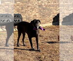 Small #6 Great Dane Mix