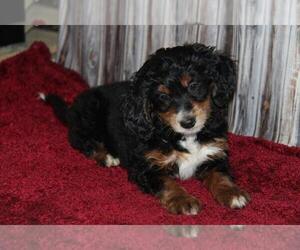 Miniature Bernedoodle Puppy for sale in STANLEY, WI, USA